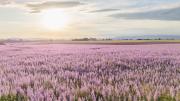Top Valensole