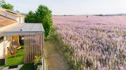 Top Valensole
