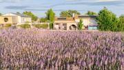 Top Valensole