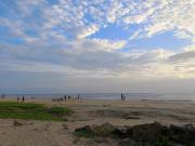 Top Alleppey