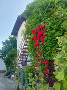 Top Subotica