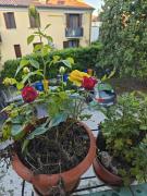 Top Treviso