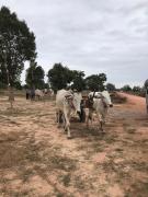 Top Phumĭ Trach Pôk (2)