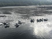 Top Patonga