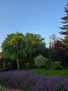 Top Beloeil