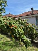 Top Apricale
