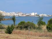 Top Faro