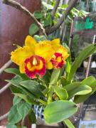 Top Ấp Phước Thánh