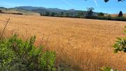 Top Castellina Marittima
