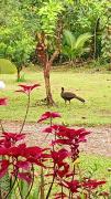 Top Rio Celeste