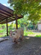 Top Arbedo-Castione