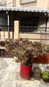 Top Darjeeling