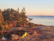 Top Shelburne