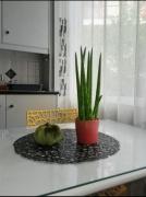 Aloe