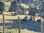 Top Cochamó