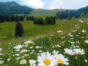 Top Ledro