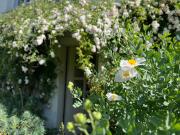 Top Giverny Top Giverny