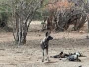 Top Chirundu