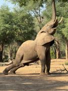 Top Chirundu