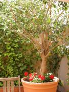 Top Barcelona Top Barcelona