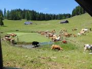 Koča na Kranjski dolini Krnica 93 a,Pokljuka