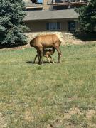 Top Estes Park