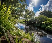 Top Bangalow