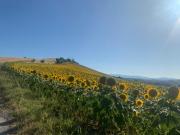 Top Monterubbiano