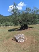 Top Casperia