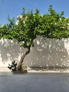 Top Lecce