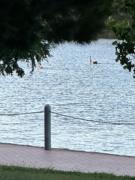 Top Gungahlin