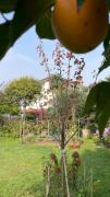 Top Pregnana Milanese