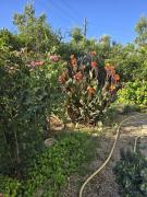 Top Datca