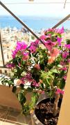Top Piraeus