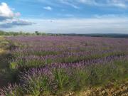Top Valensole