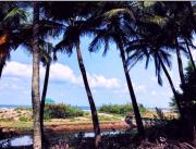 Top Malvan
