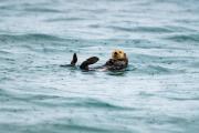 Top Kenai