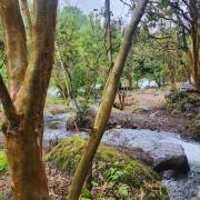 Camping Monteluz Lago Ranco