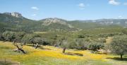 Top Cañamero