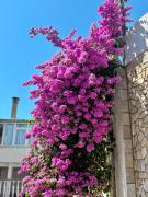Top Budva