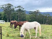 Top Cooranbong