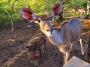 Top Marloth Park