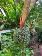 Top Varkala