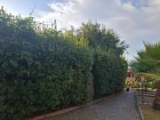 Top Pomaia