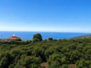 Top La Orotava