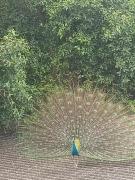 Top Marudhamalai