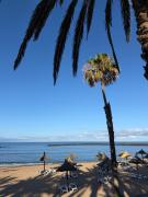 Top Arona