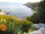 Top Sutomore