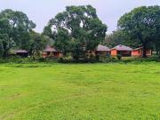 Top Kurchi