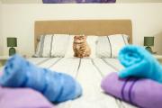 Top Soko Banja